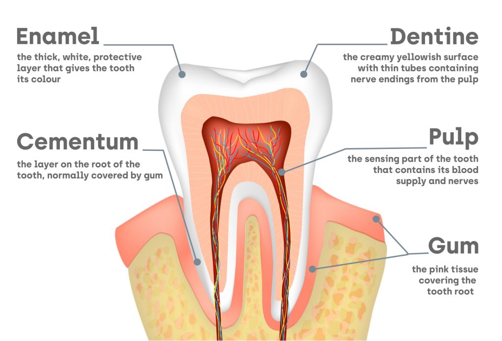 Tooth-layers_sensitive-teeth-1024x696